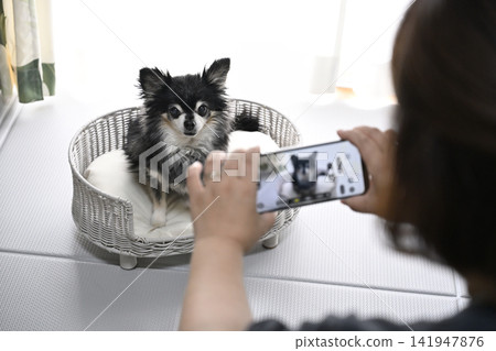 Woman taking pictures of her dog (Chihuahua) with her smartphone Woman taking pictures of her dog (Chihuahua) with her smartphone 141947876
