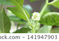 盛開的鮮花 盛開的鮮花 141947903