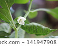 盛開的鮮花 盛開的鮮花 141947908