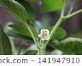 盛開的鮮花 盛開的鮮花 141947910