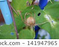 牽牛花種子 牽牛花種子 141947965