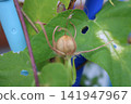 牽牛花種子 牽牛花種子 141947967