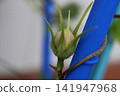 牽牛花種子 牽牛花種子 141947968