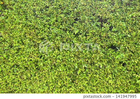 fresh green leaf tree background, natural wall decoration of home fresh green leaf tree background, natural wall decoration of home 141947995