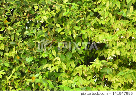 fresh green leaf tree background, natural wall decoration of home fresh green leaf tree background, natural wall decoration of home 141947996