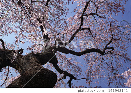 身延山的櫻花真美。 身延山的櫻花真美。 141948141