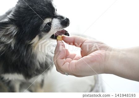 A source of energy!! An elderly Chihuahua enjoying its favorite biscuits. A source of energy!! An elderly Chihuahua enjoying its favorite biscuits. 141948193