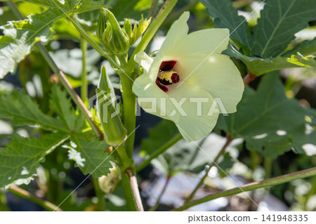 秋葵的花 秋葵的花 141948335