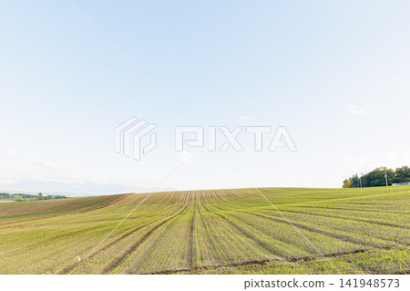 The hills of Biei (Autumn in Hokkaido) The hills of Biei (Autumn in Hokkaido) 141948573