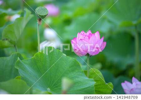 A lotus 141948709