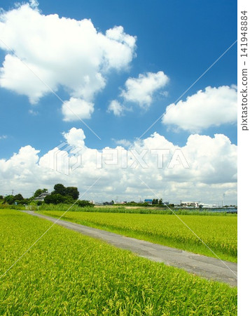 在炎熱的夏日,東京都郊區的一條鄉村公路和正在成熟的稻田。 在炎熱的夏日,東京都郊區的一條鄉村公路和正在成熟的稻田。 141948884