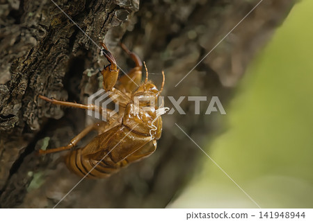 Cicada shells perched on a tree Cicada shells perched on a tree 141948944