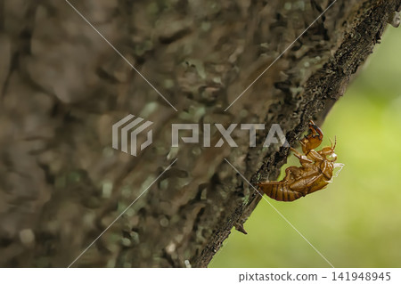 Cicada shells perched on a tree Cicada shells perched on a tree 141948945