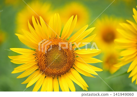 The big sunflower The big sunflower 141949060