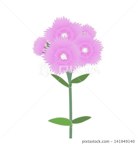 淺粉紅色石竹花插圖。 141949140