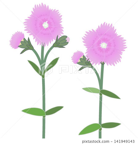 Illustration of a light pink dianthus. Illustration of a light pink dianthus. 141949143