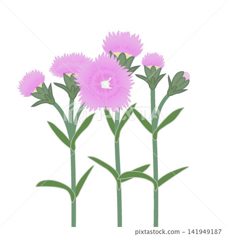 Illustration of a light pink dianthus. Illustration of a light pink dianthus. 141949187