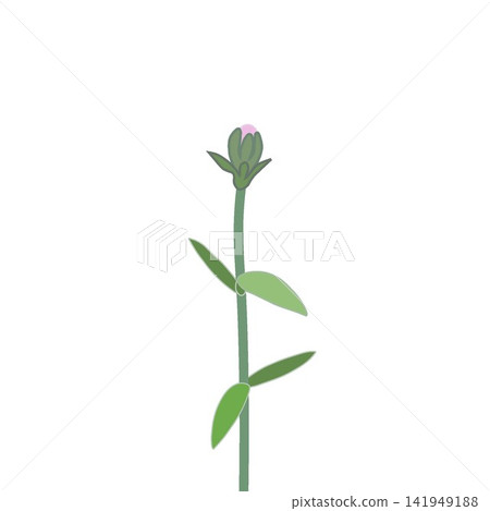 Illustration of a light pink dianthus. Illustration of a light pink dianthus. 141949188