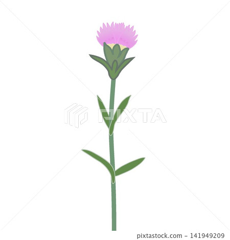 Illustration of a light pink dianthus. Illustration of a light pink dianthus. 141949209
