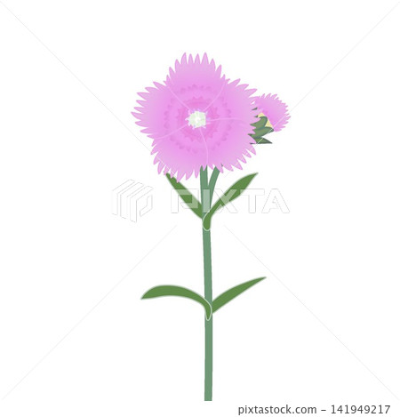淺粉紅色石竹花插圖。 141949217