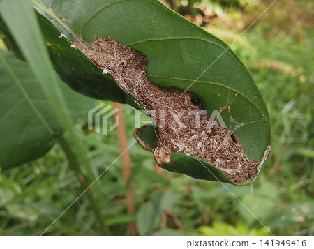 Ant Nest In Rolled Leaf Web Shelter On Green Leaf Macro Ant Nest In Rolled Leaf Web Shelter On Green Leaf Macro 141949416