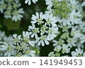 白花和螞蟻 141949453