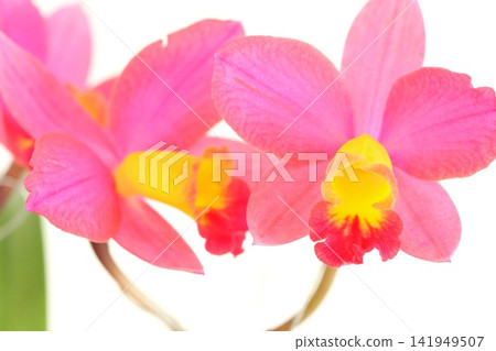 卡特蘭蘭花,紅色花朵,黃色花心,明亮的背景,特寫。 卡特蘭蘭花,紅色花朵,黃色花心,明亮的背景,特寫。 141949507