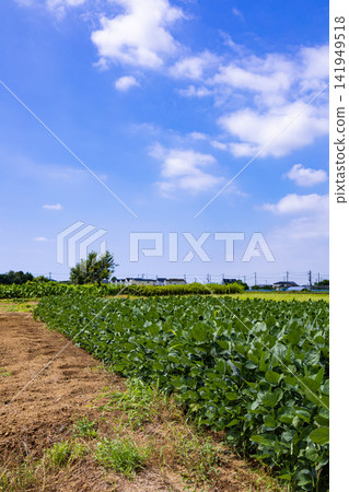 晴朗的夏日天空和鬱鬱蔥蔥的農田景觀(豎幅構圖) 晴朗的夏日天空和鬱鬱蔥蔥的農田景觀(豎幅構圖) 141949518