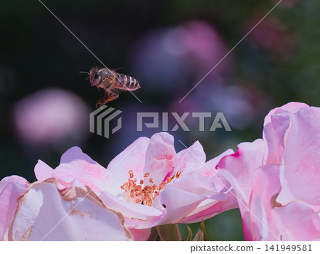 一隻蜜蜂在玫瑰上尋找花蜜 141949581