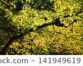 葉子變黃 141949619