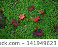 落在青苔的秋葉 141949623