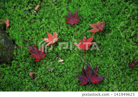 Autumn leaves falling on moss Autumn leaves falling on moss 141949623