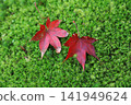 秋天的紅葉落在苔蘚上 141949624
