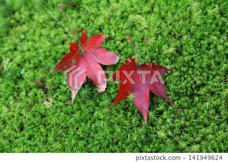 Red autumn leaves that fell on the moss Red autumn leaves that fell on the moss 141949624