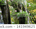 粉紅色的山茶花在一棵長滿苔蘚的參天大樹上盛開。 141949625