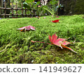 落在青苔的秋葉 141949627
