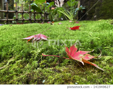 落在青苔的秋葉 落在青苔的秋葉 141949627