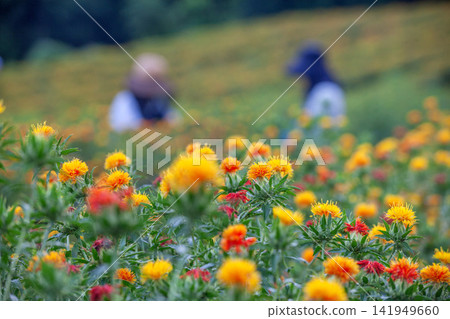 Picking safflower Picking safflower 141949660
