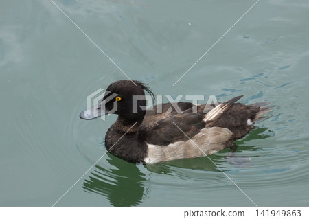 鳳頭潛鴨在水面上游動,泛起漣漪。 鳳頭潛鴨在水面上游動,泛起漣漪。 141949863