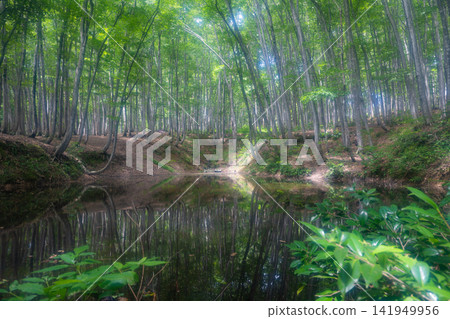 A summer forest with sunlight filtering through the trees (Bijinbayashi, Niigata) A summer forest with sunlight filtering through the trees (Bijinbayashi, Niigata) 141949956