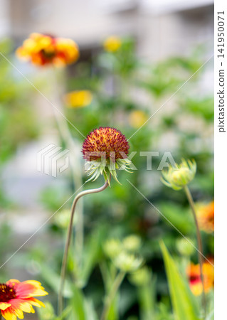 黃色天人菊 黃色天人菊 141950071