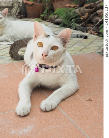 White cat, collar, tile floor, amber eye, curious pet resting outdoors White cat, collar, tile floor, amber eye, curious pet resting outdoors 141950137