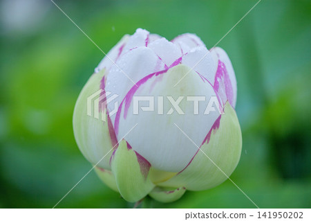 A lotus A lotus 141950202