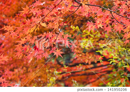 Kyoto, Hogon-in Temple, Shishiku Garden, beautiful autumn foliage (Ukyo-ku, Kyoto City, Kyoto Prefecture) Kyoto, Hogon-in Temple, Shishiku Garden, beautiful autumn foliage (Ukyo-ku, Kyoto City, Kyoto Prefecture) 141950206