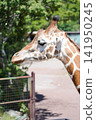 Shizuoka Prefecture, Higashiizu Town - Izu Animal Kingdom - Reticulated Giraffe 141950245