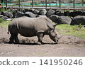 Shizuoka Prefecture, Higashiizu Town - Izu Animal Kingdom - Southern White Rhinoceros 141950246