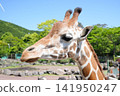 Shizuoka Prefecture, Higashiizu Town - Izu Animal Kingdom - Reticulated Giraffe 141950247