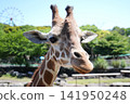 Shizuoka Prefecture, Higashiizu Town - Izu Animal Kingdom - Reticulated Giraffe 141950248