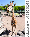 Shizuoka Prefecture, Higashiizu Town - Izu Animal Kingdom - Reticulated Giraffe 141950249