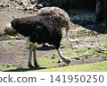 Shizuoka Prefecture, Higashiizu Town - Izu Animal Kingdom - Ostrich 141950250